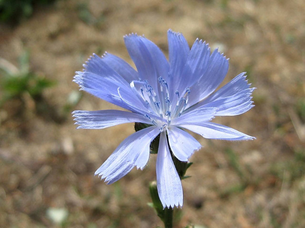 Обои картинки фото цветы, луговые, полевые