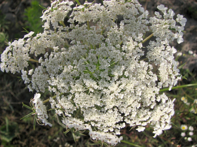 Обои картинки фото цветы, луговые, полевые