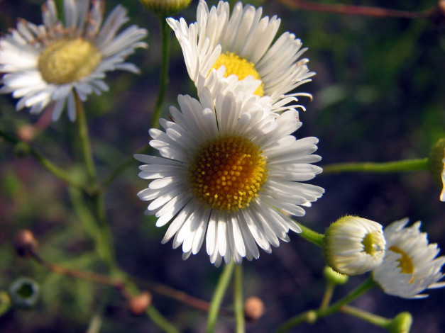 Обои картинки фото цветы, маргаритки