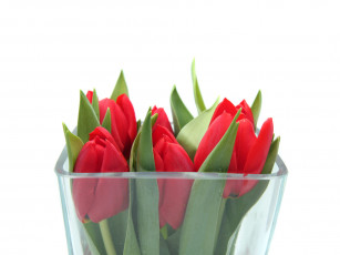 Картинка цветы тюльпаны