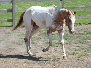 Картинка животные лошади