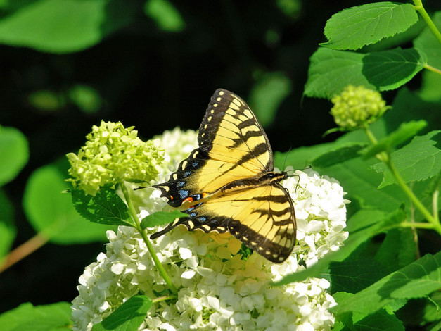 Обои картинки фото животные, бабочки