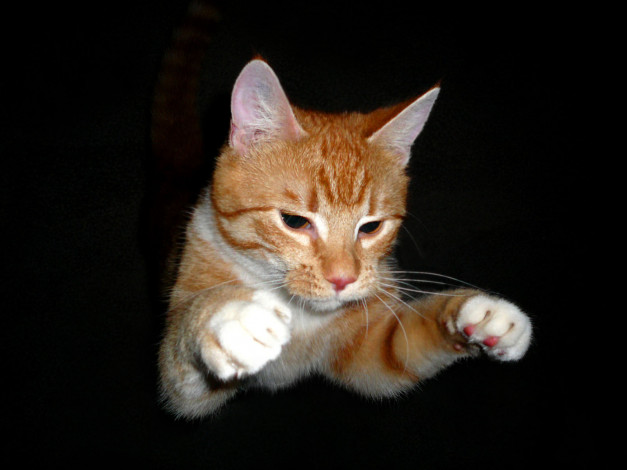 Обои картинки фото животные, коты