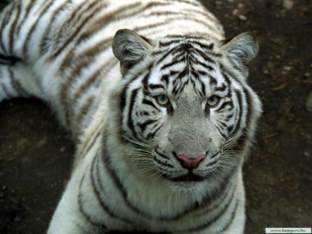 Обои картинки фото животные, тигры