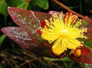 Картинка цветы