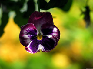 Картинка цветы анютины глазки садовые фиалки