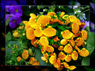 Картинка цветы кальцеолярия венерины башмачки