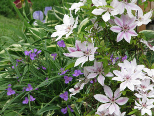 Картинка цветы клематис ломонос