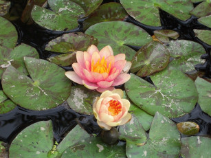 Картинка цветы лилии водяные нимфеи кувшинки