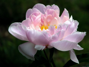 Картинка цветы пионы