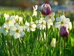 Картинка цветы разные вместе