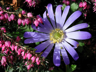 Картинка цветы разные вместе