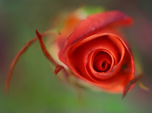 Картинка цветы розы