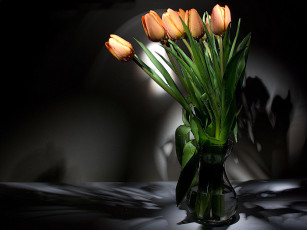 Картинка цветы тюльпаны