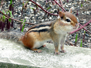 Картинка животные бурундуки