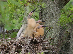 Картинка животные гнезда птиц