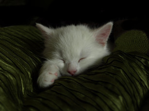 Картинка животные коты