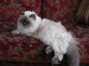 Картинка животные коты