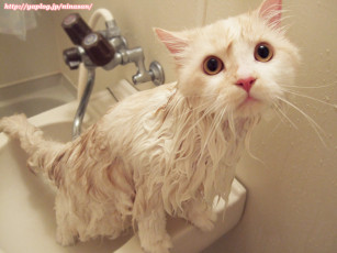 Картинка животные коты