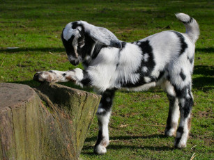 Картинка животные козы