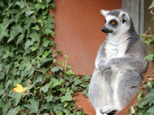 Картинка животные лемуры