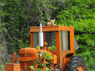 Картинка животные лисы