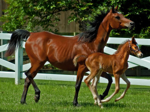 Картинка животные лошади