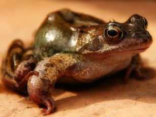 Картинка животные лягушки