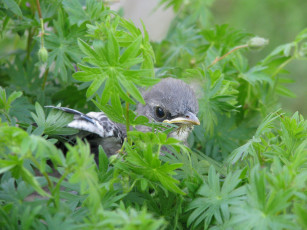 Картинка животные птицы