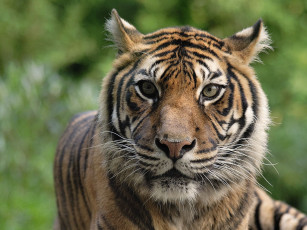 Картинка животные тигры