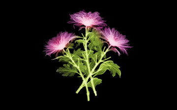 Картинка 3д графика flowers цветы