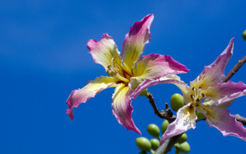 Картинка цветы цветущие деревья кустарники