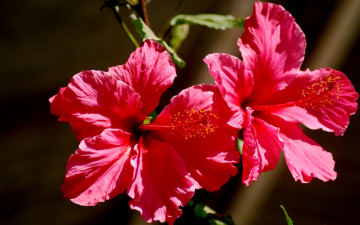 Картинка цветы гибискусы