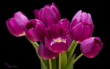 обоя цветы, тюльпаны