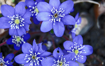 Картинка цветы ветреницы печёночницы