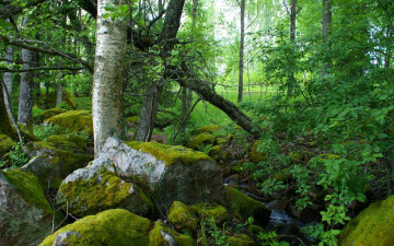 Картинка природа лес