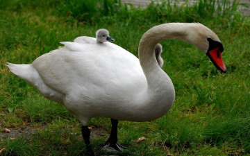 Картинка животные лебеди