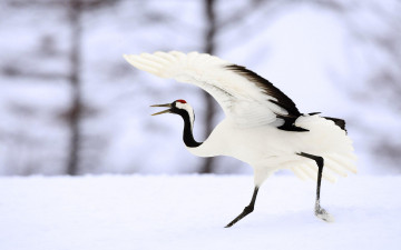 Картинка животные журавли