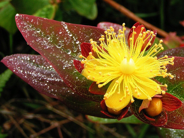 Обои картинки фото цветы