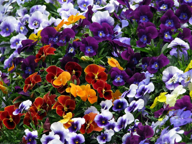 Обои картинки фото цветы, анютины, глазки, садовые, фиалки