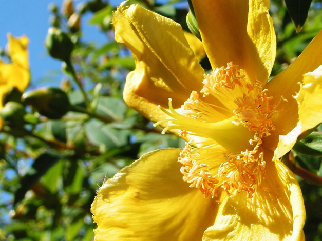 Обои картинки фото цветы, цветущие, деревья, кустарники