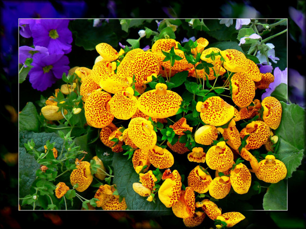 Обои картинки фото цветы, кальцеолярия, венерины, башмачки