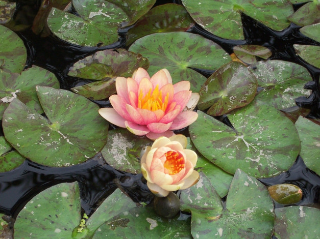 Обои картинки фото цветы, лилии, водяные, нимфеи, кувшинки