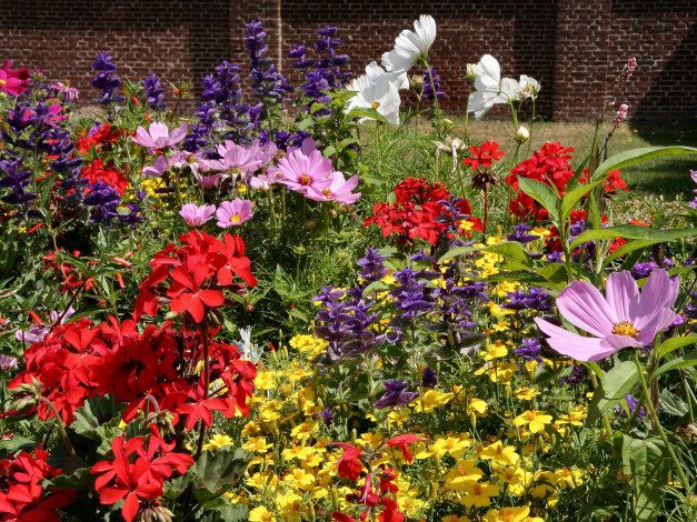 Обои картинки фото цветы, разные, вместе