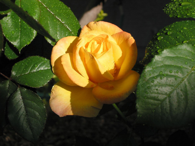 Обои картинки фото цветы, розы