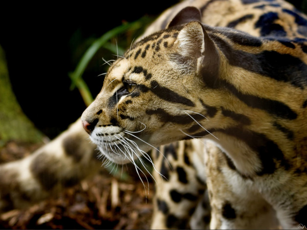 Обои картинки фото животные, леопарды