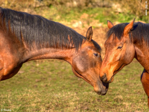 Обои картинки фото животные, лошади