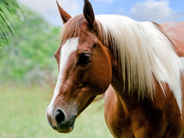 Обои картинки фото животные, лошади