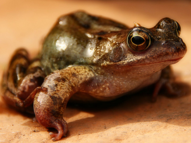 Обои картинки фото животные, лягушки