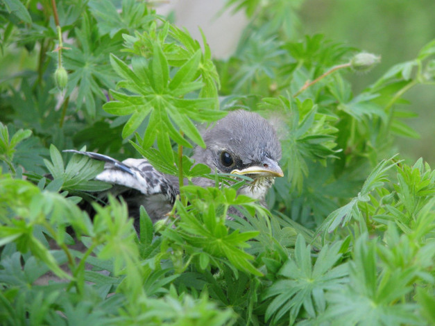 Обои картинки фото животные, птицы